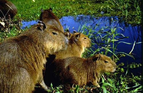 Parque Nacional Iber�