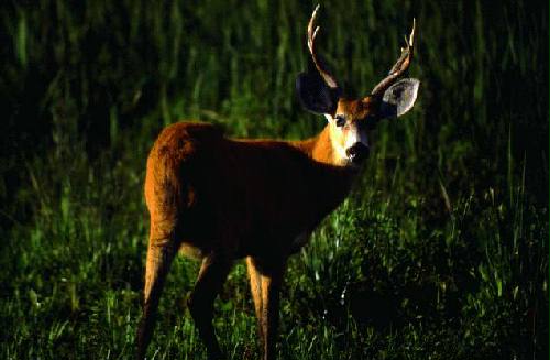 Parque Nacional Iber�