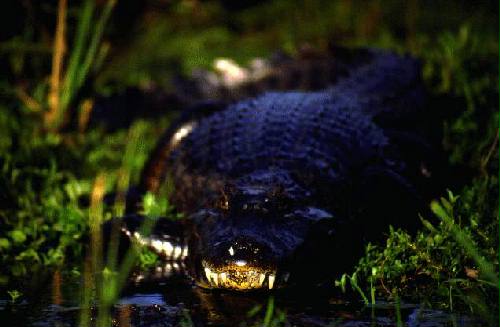 Parque Nacional Iber�