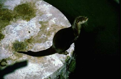 Parque Nacional Iber�