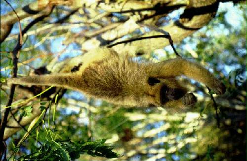 Parque Nacional Iber�