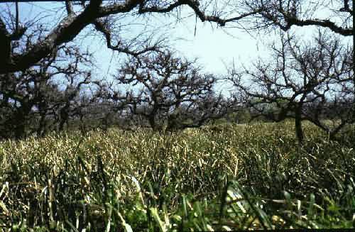 Area Natural Delta del Parana