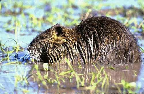 Area Natural Delta del Parana