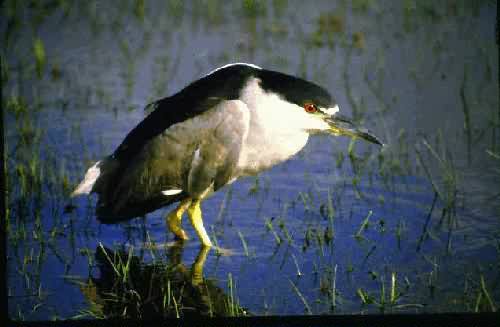 Area Natural Delta del Parana