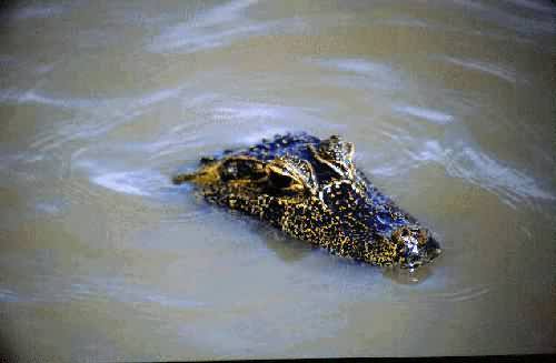 Area Natural Delta del Parana