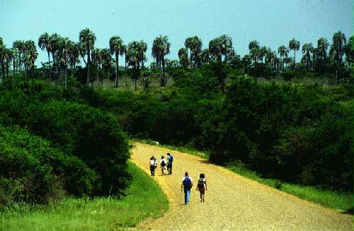 Parque Nacional El Palmar