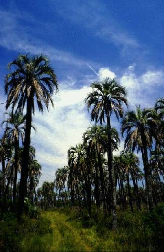 Parque Nacional El Palmar