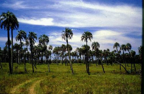Parque Nacional El Palmar