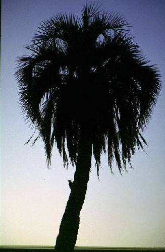 Parque Nacional El Palmar