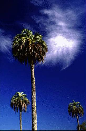 Parque Nacional El Palmar