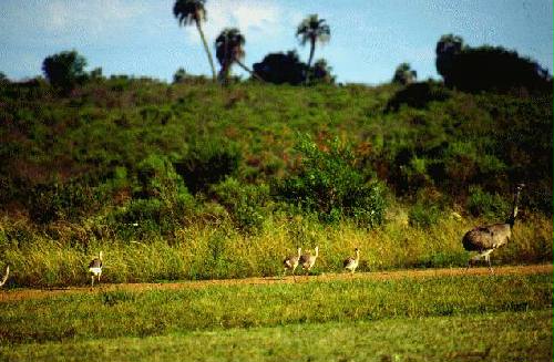 Parque Nacional El Palmar