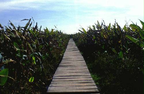 Parque Nacional R�o Pilcomayo
