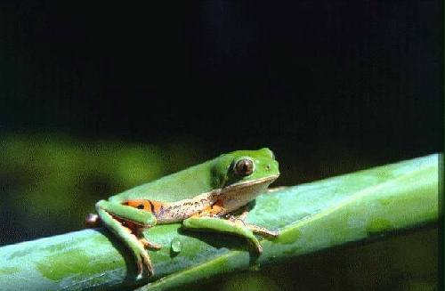Parque Nacional R�o Pilcomayo