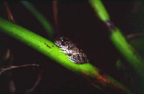 Parque Nacional R�o Pilcomayo