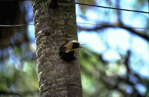 Parque Nacional R�o Pilcomayo