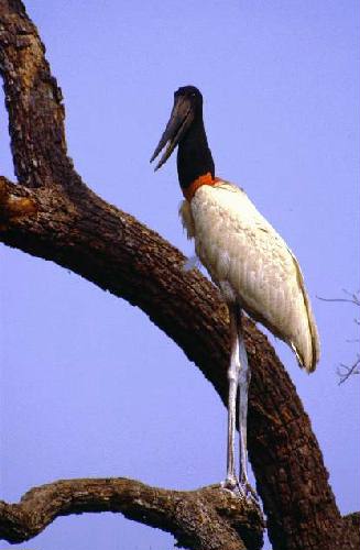 Parque Nacional R�o Pilcomayo