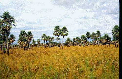 Parque Nacional R�o Pilcomayo