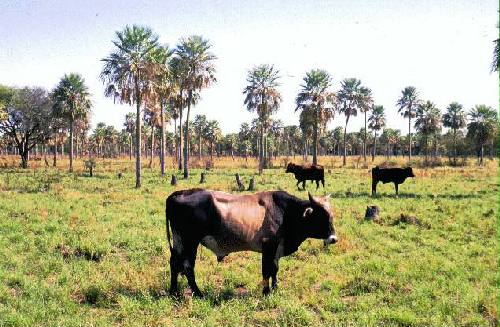 Parque Nacional R�o Pilcomayo