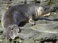 Ballenas en Península de Valdés