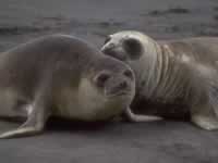 Ballenas en Península de Valdés