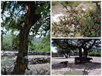 Area Natural Sierras de Guasayán 