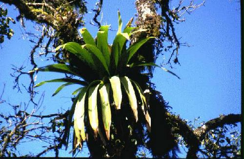 Parque Nacional Calilegua