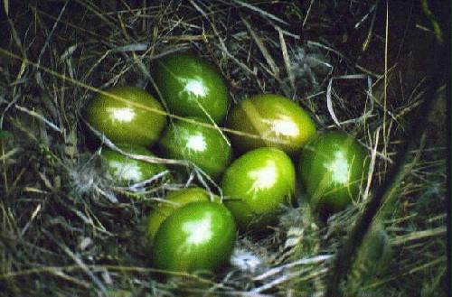 Parque Nacional Lihu Calel