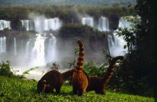 Parque Nacional Iguaz�
