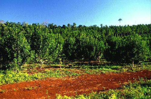 Parque Nacional Iguaz�