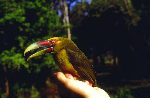 Parque Nacional Iguaz�