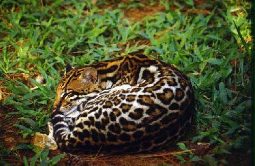 Parque Nacional Iguaz�