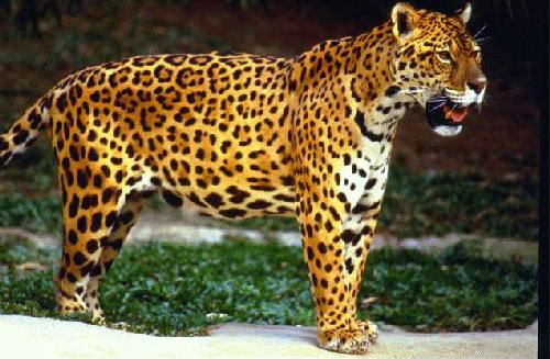Parque Nacional Iguaz�