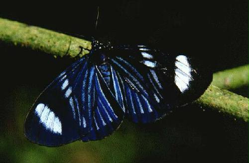 Parque Nacional Iguaz�