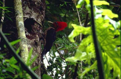 Parque Nacional Iguaz�