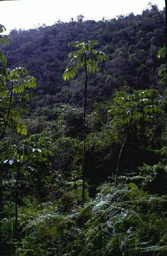 Parque Nacional Iguaz�