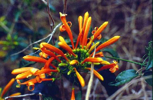 Parque Nacional Iguaz�