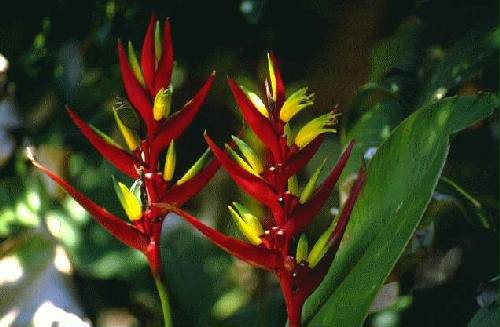 Parque Nacional Iguaz�