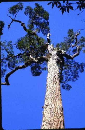 Parque Nacional Iguaz�