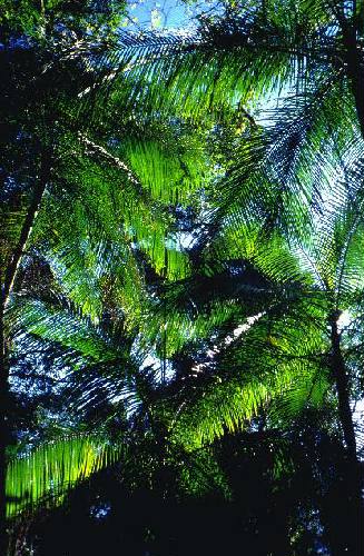 Parque Nacional Iguaz�