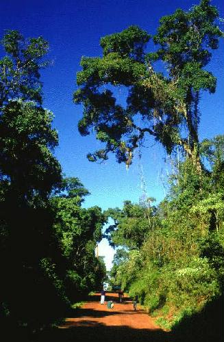 Parque Nacional Iguaz�