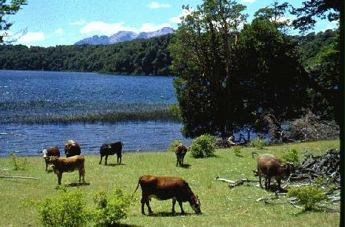 Parques Nacional Los Arrayanes