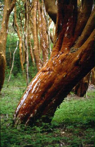 Parques Nacional Los Arrayanes