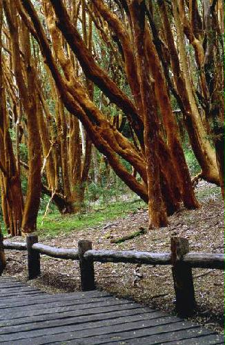 Parques Nacional Los Arrayanes