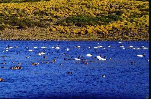 Parques Nacional Laguna Blanca