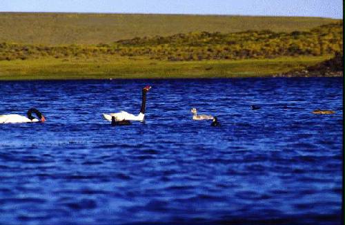 Parques Nacional Laguna Blanca