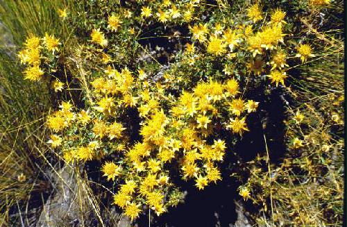 Parques Nacional Laguna Blanca