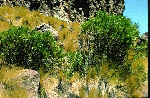 Parques Nacional Laguna Blanca