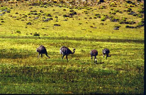 Parques Nacional Laguna Blanca