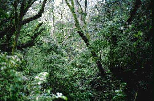 Parque Nacional Baritu