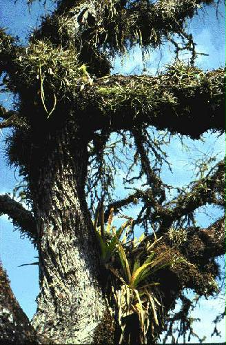 Parque Nacional Baritu